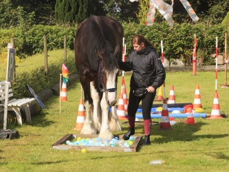 Agility Stald Pitstop 043