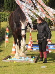 Agility Stald Pitstop 044