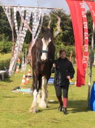 Agility Stald Pitstop 045