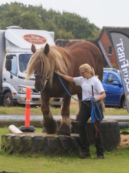 Agility Stald Pitstop 056