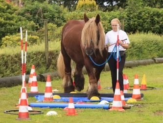 Agility Stald Pitstop 065