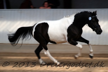 Dansk-Pinto-Forening