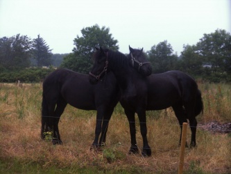 Låneheste gennem årene